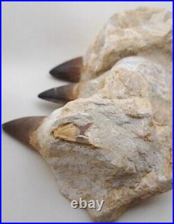 6.2 Inches Jaw's Mosasaurus Fossilized Teeth in Jaw Bone Morocco Cretaceous