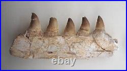 6.6 Inches Authentic Mosasaurus Fossilized Teeth in Jaw Bone Morocco Cretaceous