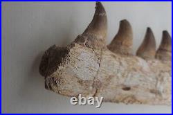 6.6 Inches Authentic Mosasaurus Fossilized Teeth in Jaw Bone Morocco Cretaceous