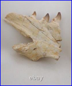 6.6 Inches Jaw's Mosasaurus Fossilized Teeth in Jaw Bone Morocco Cretaceous