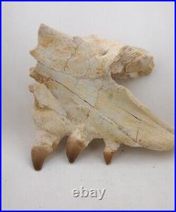 6.6 Inches Jaw's Mosasaurus Fossilized Teeth in Jaw Bone Morocco Cretaceous