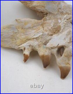 6.6 Inches Jaw's Mosasaurus Fossilized Teeth in Jaw Bone Morocco Cretaceous