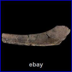 7.2 Hypacrosaurus Dinosaur Fossil Rib Bone Two Medicine FM Cretaceous MT COA