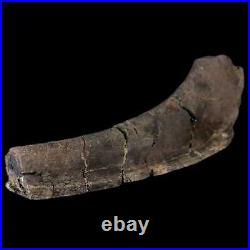 7.2 Hypacrosaurus Dinosaur Fossil Rib Bone Two Medicine FM Cretaceous MT COA