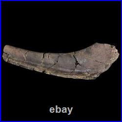 7.2 Hypacrosaurus Dinosaur Fossil Rib Bone Two Medicine FM Cretaceous MT COA