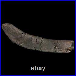 7.2 Hypacrosaurus Dinosaur Fossil Rib Bone Two Medicine FM Cretaceous MT COA