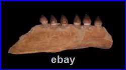 7.48 Inches 6 Teeth Bones Jaw Mosasaur Globidens marine reptils ancient Fossil