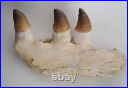 7.8 Inches Jaw's Mosasaurus Fossilized Teeth in Jaw Bone Morocco Cretaceous