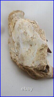 7.8 Inches Jaw's Mosasaurus Fossilized Teeth in Jaw Bone Morocco Cretaceous