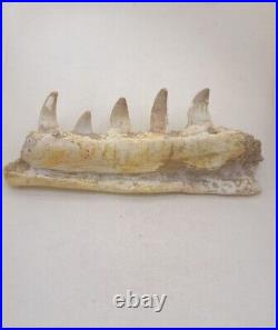 7 Inches Authentic Mosasaurus Fossilized Teeth in Jaw Bone Morocco Cretaceous