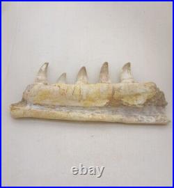 7 Inches Authentic Mosasaurus Fossilized Teeth in Jaw Bone Morocco Cretaceous