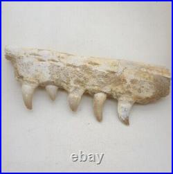 7 Inches Authentic Mosasaurus Fossilized Teeth in Jaw Bone Morocco Cretaceous