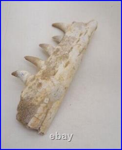 7 Inches Authentic Mosasaurus Fossilized Teeth in Jaw Bone Morocco Cretaceous