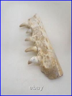 7 Inches Authentic Mosasaurus Fossilized Teeth in Jaw Bone Morocco Cretaceous