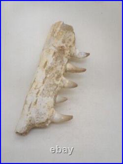 7 Inches Authentic Mosasaurus Fossilized Teeth in Jaw Bone Morocco Cretaceous