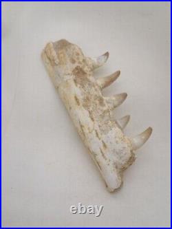 7 Inches Authentic Mosasaurus Fossilized Teeth in Jaw Bone Morocco Cretaceous