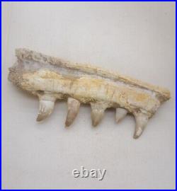 7 Inches Authentic Mosasaurus Fossilized Teeth in Jaw Bone Morocco Cretaceous