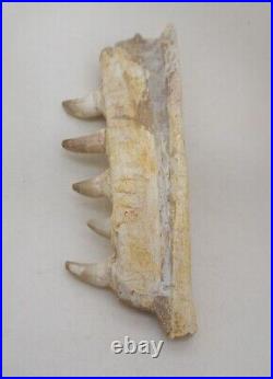 7 Inches Authentic Mosasaurus Fossilized Teeth in Jaw Bone Morocco Cretaceous