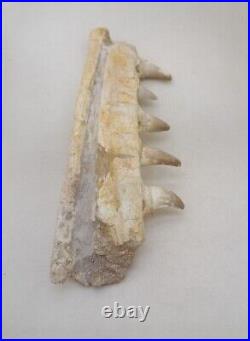 7 Inches Authentic Mosasaurus Fossilized Teeth in Jaw Bone Morocco Cretaceous