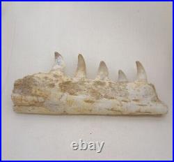 7 Inches Authentic Mosasaurus Fossilized Teeth in Jaw Bone Morocco Cretaceous