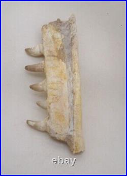 7 Inches Authentic Mosasaurus Fossilized Teeth in Jaw Bone Morocco Cretaceous