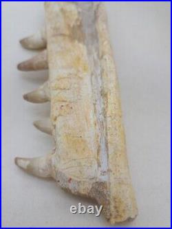 7 Inches Authentic Mosasaurus Fossilized Teeth in Jaw Bone Morocco Cretaceous