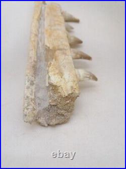 7 Inches Authentic Mosasaurus Fossilized Teeth in Jaw Bone Morocco Cretaceous