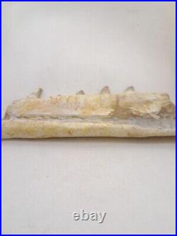 7 Inches Authentic Mosasaurus Fossilized Teeth in Jaw Bone Morocco Cretaceous