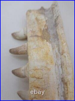 7 Inches Authentic Mosasaurus Fossilized Teeth in Jaw Bone Morocco Cretaceous