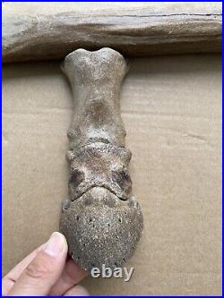 770g Ice Age horse hoof bone toe bone shank bone combination specimen