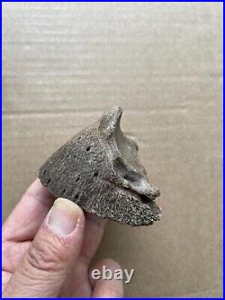 770g Ice Age horse hoof bone toe bone shank bone combination specimen