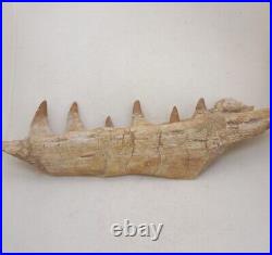 8.2 Inches Authentic Mosasaurus Fossilized Teeth in Jaw Bone Morocco Cretaceous