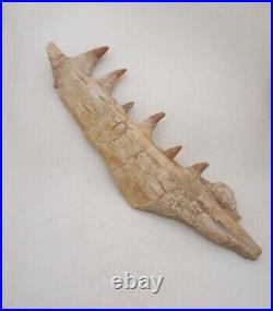 8.2 Inches Authentic Mosasaurus Fossilized Teeth in Jaw Bone Morocco Cretaceous