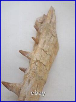 8.2 Inches Authentic Mosasaurus Fossilized Teeth in Jaw Bone Morocco Cretaceous