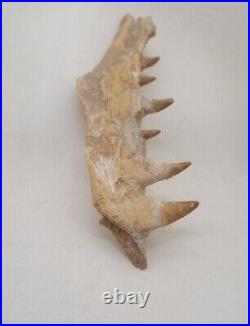 8.2 Inches Authentic Mosasaurus Fossilized Teeth in Jaw Bone Morocco Cretaceous