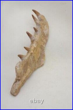 8.2 Inches Authentic Mosasaurus Fossilized Teeth in Jaw Bone Morocco Cretaceous