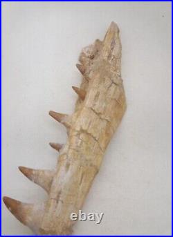 8.2 Inches Authentic Mosasaurus Fossilized Teeth in Jaw Bone Morocco Cretaceous