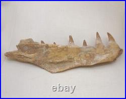 8.2 Inches Authentic Mosasaurus Fossilized Teeth in Jaw Bone Morocco Cretaceous