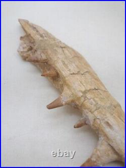 8.2 Inches Authentic Mosasaurus Fossilized Teeth in Jaw Bone Morocco Cretaceous