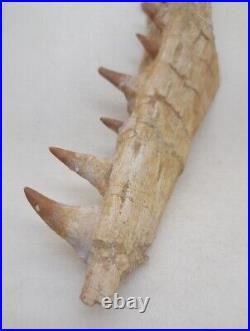 8.2 Inches Authentic Mosasaurus Fossilized Teeth in Jaw Bone Morocco Cretaceous