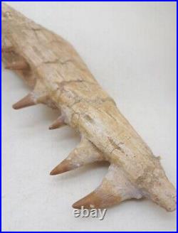 8.2 Inches Authentic Mosasaurus Fossilized Teeth in Jaw Bone Morocco Cretaceous