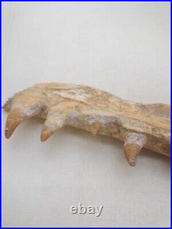 8.2 Inches Authentic Mosasaurus Fossilized Teeth in Jaw Bone Morocco Cretaceous