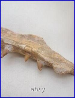 8.2 Inches Authentic Mosasaurus Fossilized Teeth in Jaw Bone Morocco Cretaceous