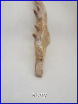 8.2 Inches Authentic Mosasaurus Fossilized Teeth in Jaw Bone Morocco Cretaceous