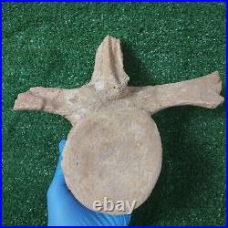 8.6 HUGE Plesiosaur Vertebrae Original Fossil Bones Morocco Cretaceous Dinosaur