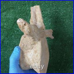 8.6 HUGE Plesiosaur Vertebrae Original Fossil Bones Morocco Cretaceous Dinosaur