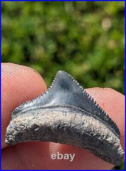 85 Rare Mini Bone Valley Posterior Megalodon Shark Tooth. #73
