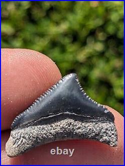 85 Rare Mini Bone Valley Posterior Megalodon Shark Tooth. #73