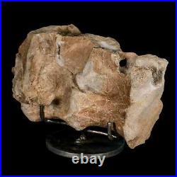 9.2 Maiasaura Hadrosaur Dinosaur Sacrum Bone Fossil Two Medicine FM MT COA