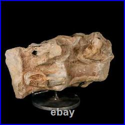 9.2 Maiasaura Hadrosaur Dinosaur Sacrum Bone Fossil Two Medicine FM MT COA